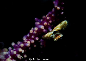 Tiny crab on coral branch on a night dive. by Andy Lerner 